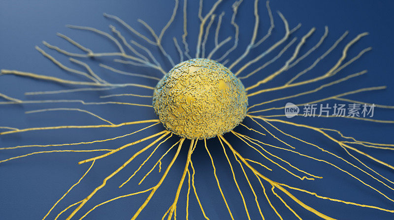T淋巴细胞和癌细胞