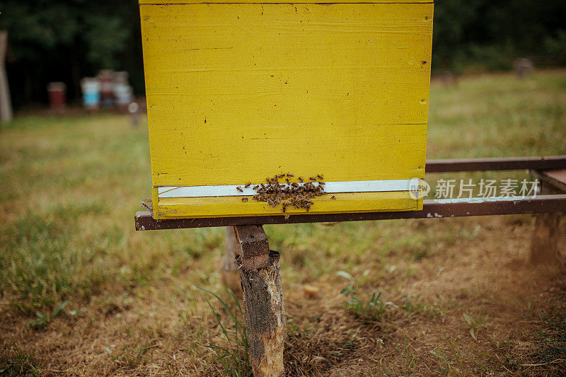 养蜂人拯救了蜜蜂。给他们糖浆。