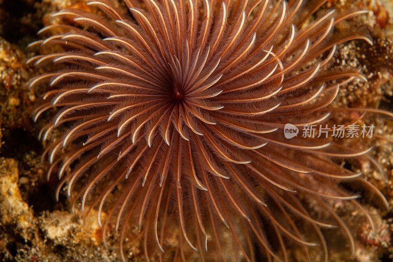 热带水族馆，热带水域海葵大近距离触须