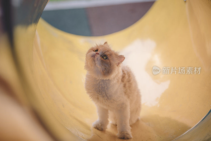 一只波斯小猫在儿童游乐场的隧道里好奇地四处张望