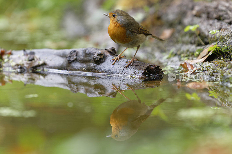 罗宾(红心rubecula)