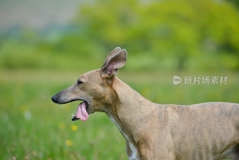 灰狗的耳朵和舌头拍打着站在草地上。