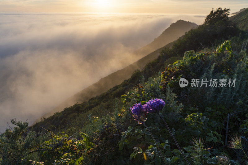 春花盛开在太平洋上空形成的低云美景的全景前。美国加州西海岸，卡布里洛高速公路，大苏尔附近的山脉