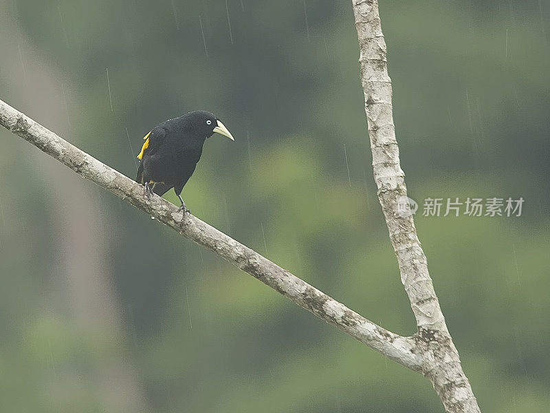 一位黄臀酋长忍受着一场暴风雨