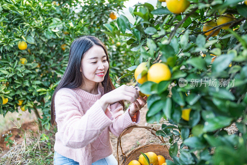 亚洲年轻女子在果园里采摘橙子