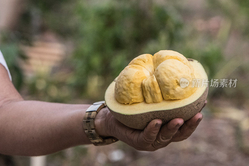 巴西塞拉多的植物群