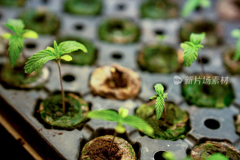 一个年轻的大麻或大麻植物的近距离生长在苗圃准备被种在田野里