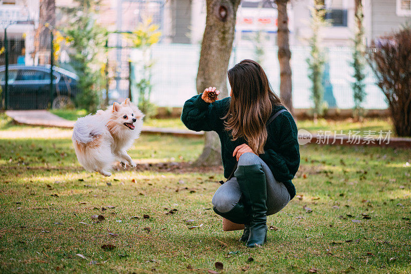 博美犬和美丽的主人玩耍