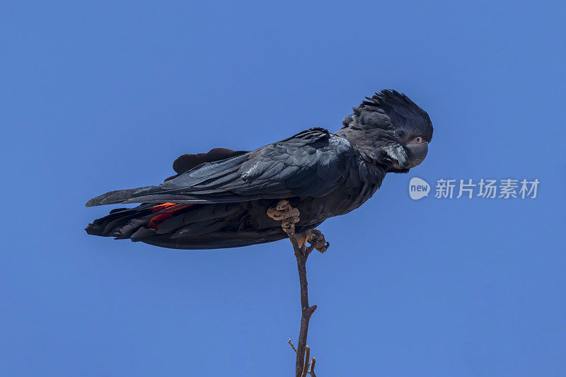 红尾黑凤头鹦鹉面向左靠近爱丽丝斯普林斯，北领地，澳大利亚