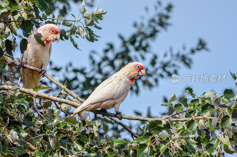 两只长喙科瑞拉栖息在一棵树上