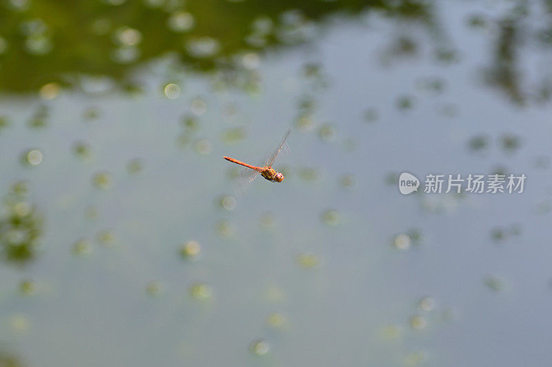 池塘上方的蜻蜓