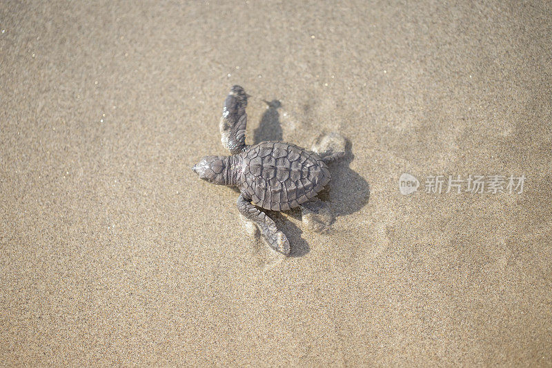 橄榄或高尔夫龟