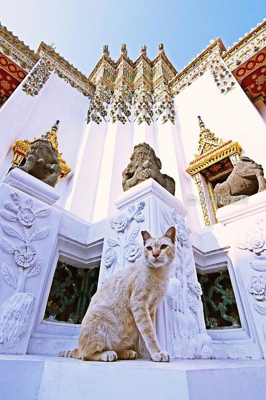 猫坐在卧佛寺。