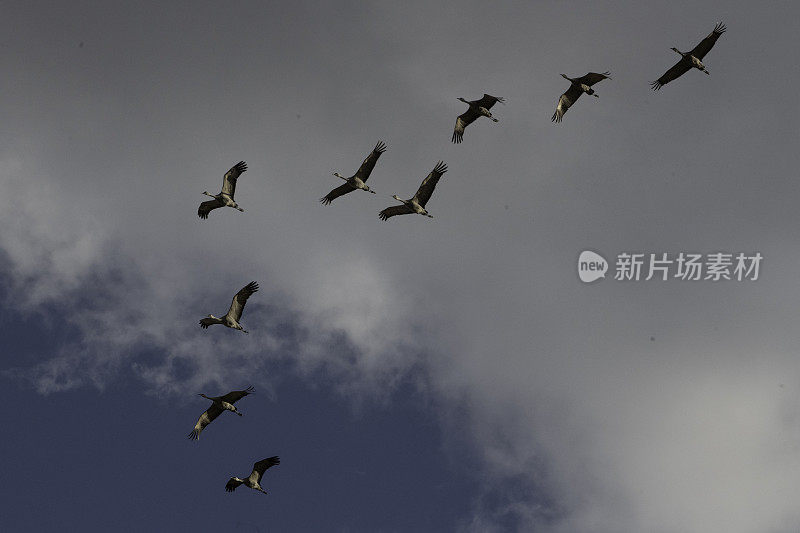 沙丘鹤迁徙通过科罗拉多州中部的蒙特维斯塔野生动物保护区