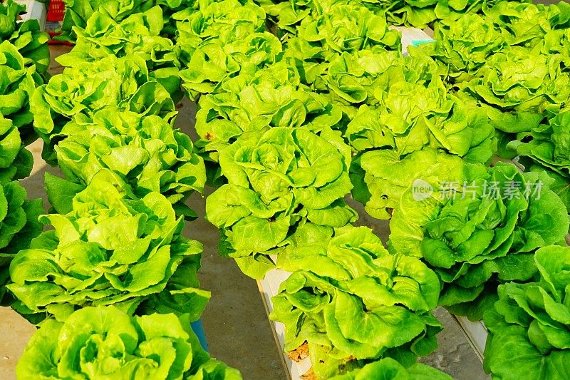 农场中绿色水培有机沙拉蔬菜