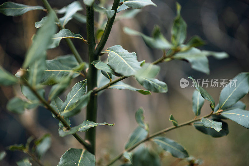 植物与花:月桂树，月桂树