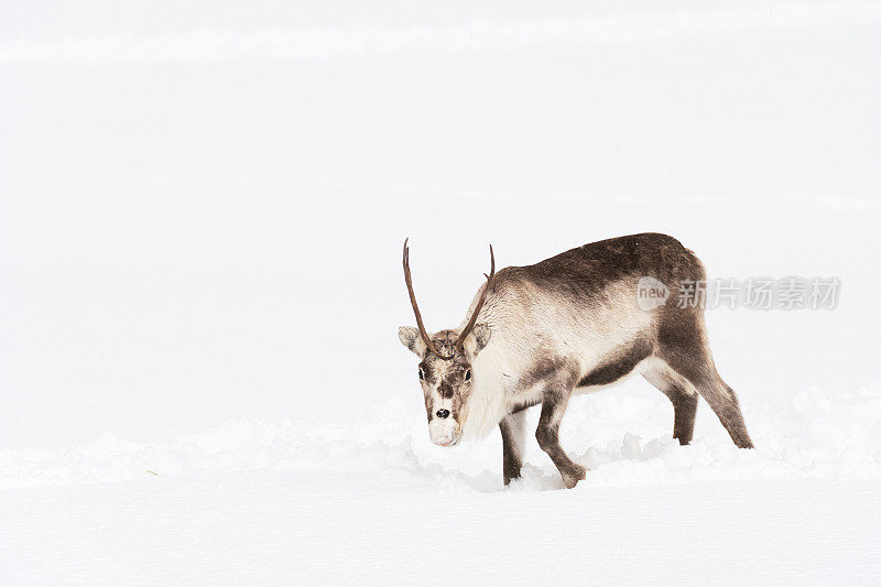 冬天，挪威北部的驯鹿在雪地里吃草