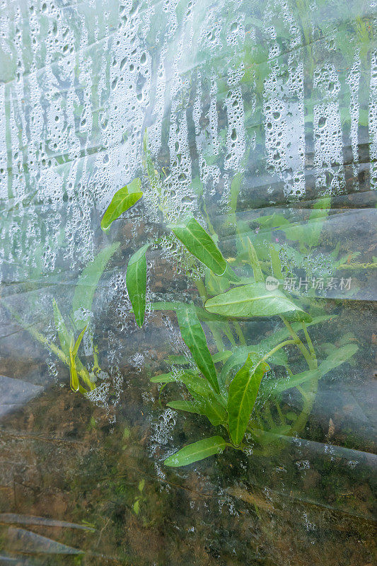 春季在温室里浇菠菜田树苗