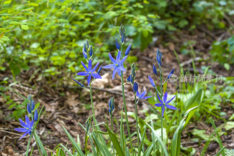 紫花植物野外特写