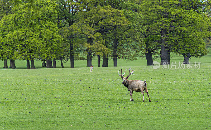 大卫的鹿在英国的一个鹿公园