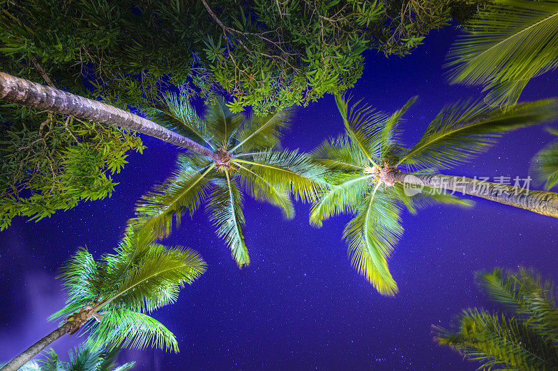 巴西巴伊亚的夜空上的银河和棕榈树-星星景观