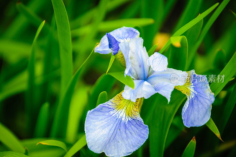 蓝色虹膜花