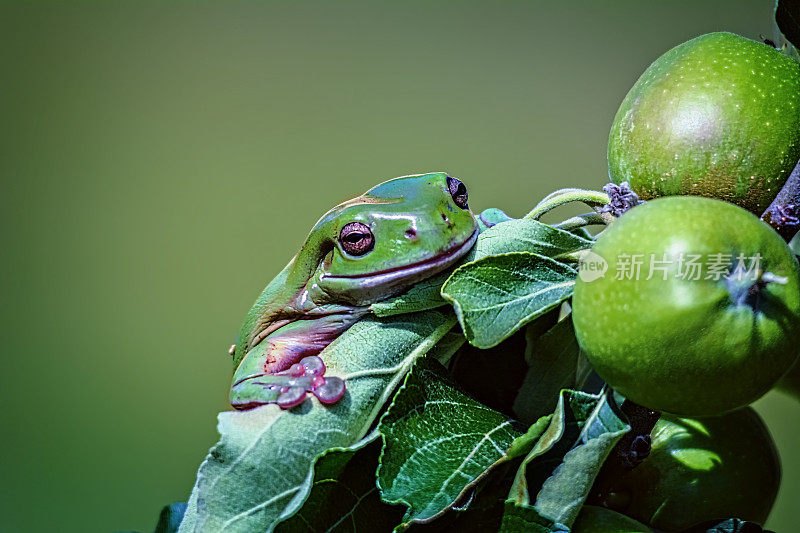 苹果树上的青蛙