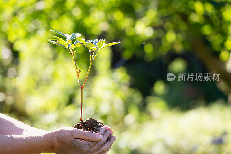 女人手里拿着一株植物