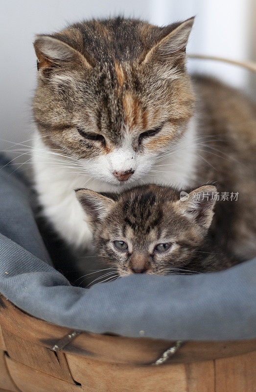 一只猫妈妈带着一只在旧篮子里的小猫