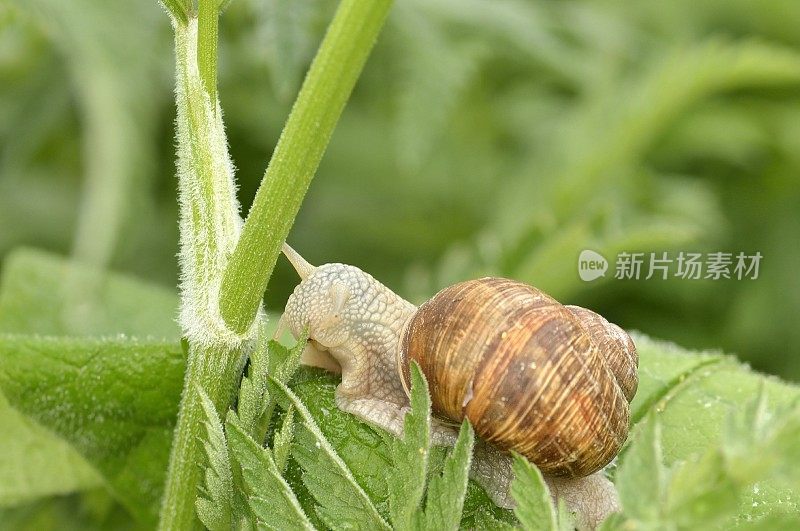 哥本哈根蜗牛在花园里进食