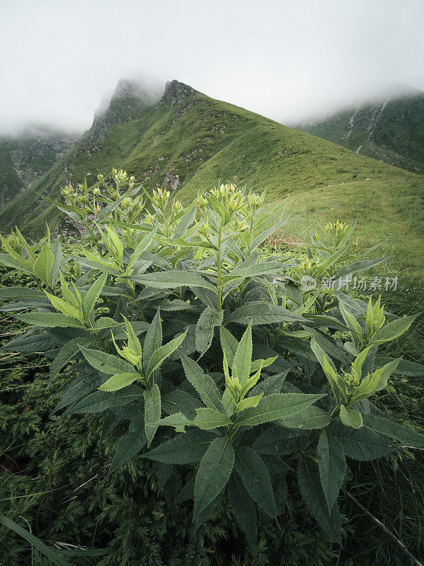 POV，回归自然。在山上远足，欣赏美丽的景色。2019冠状病毒病大流行后的夏日户外享受。