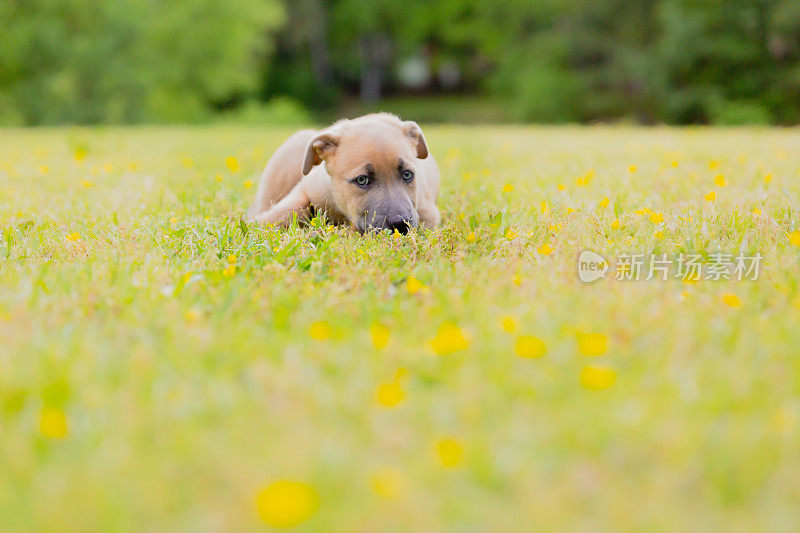 斗牛犬幼犬躺在毛茛地上