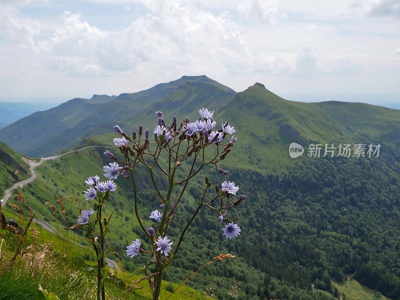 法国坎塔尔山前的蓝莴苣