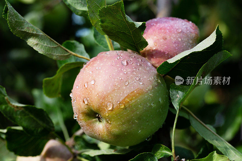 树上的苹果沾满了雨滴