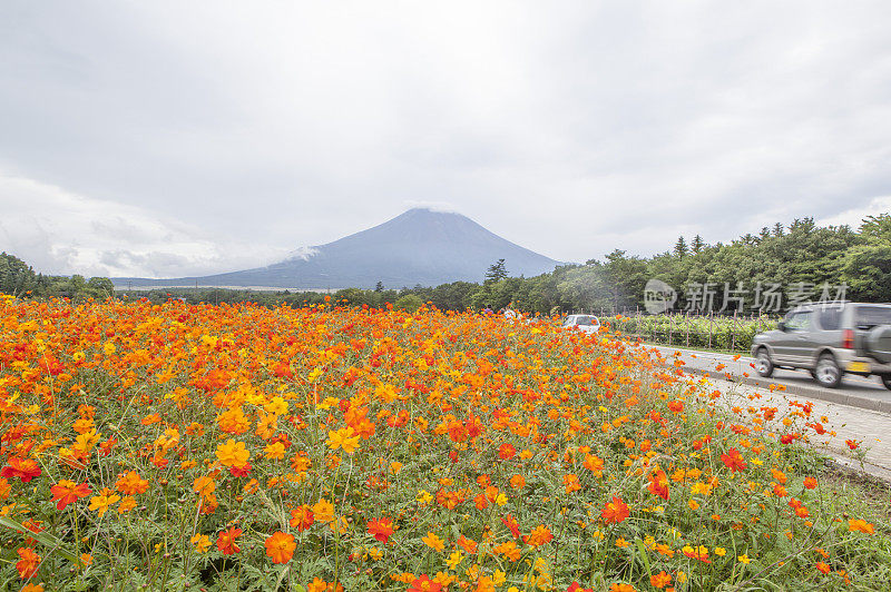 富士山,花卉,静冈县,日本,亚洲,