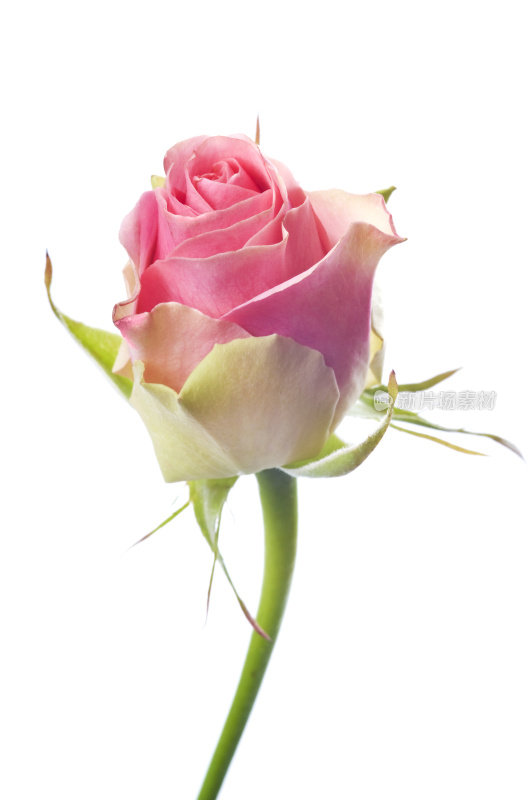 美丽的粉红玫瑰配白花