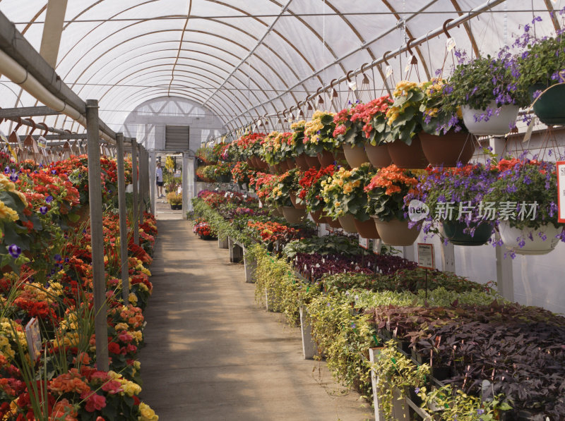 花园中心苗圃温室与盆花植物零售展示