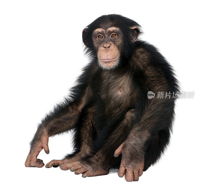 幼年黑猩猩-猿猴(5岁)