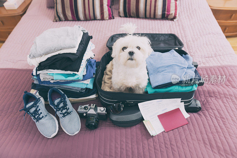 狗坐在手提箱里