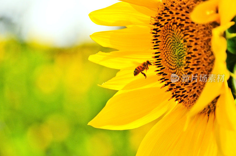 蜜蜂在太阳花附近飞翔