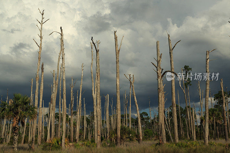 圣马可国家野生动物保护区的枯树