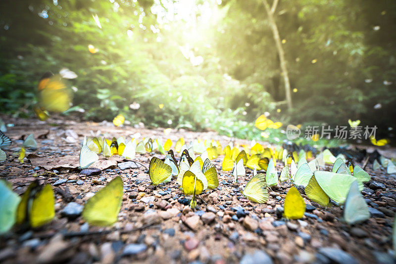 一群群五彩缤纷的蝴蝶生活在森林里，金色的暮光