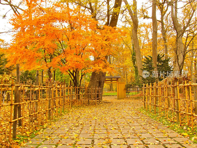 秋天公园的竹栏杆栅栏