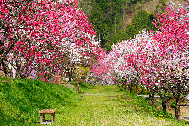日本长野，池山温泉，桃花盛开