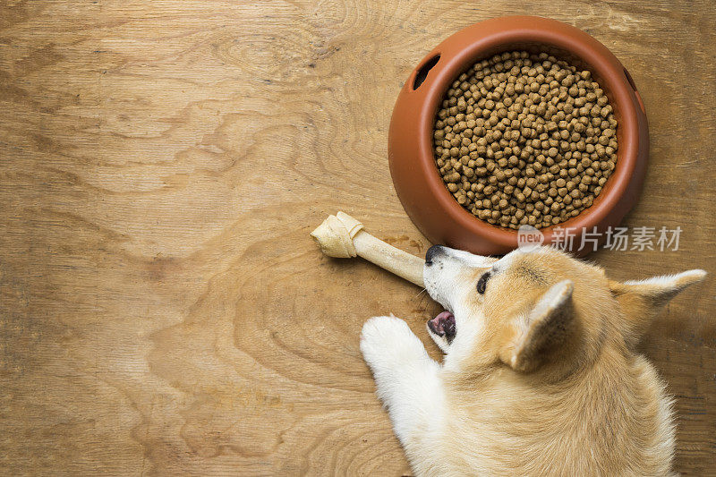 柯基犬在碗旁边咬着狗的骨头