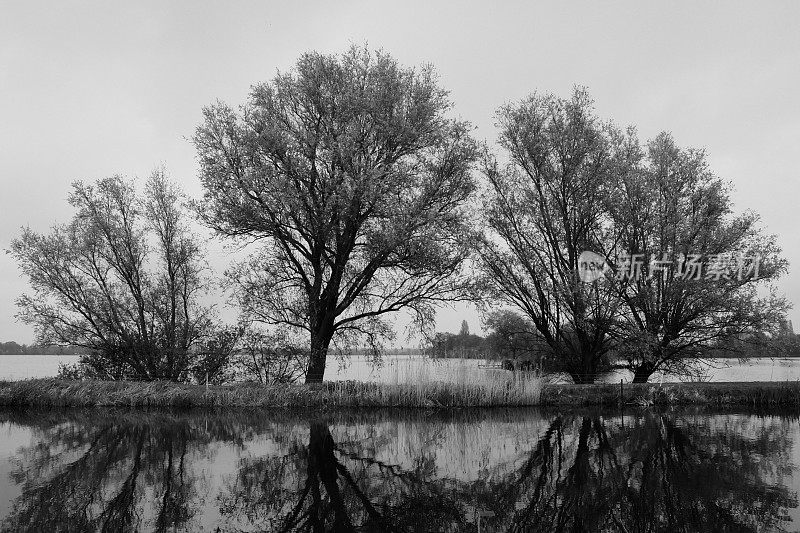 湖边三棵树在水中倒影