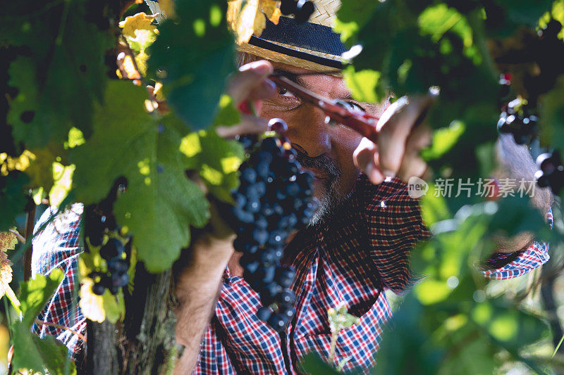 酿酒师在葡萄园里采摘葡萄
