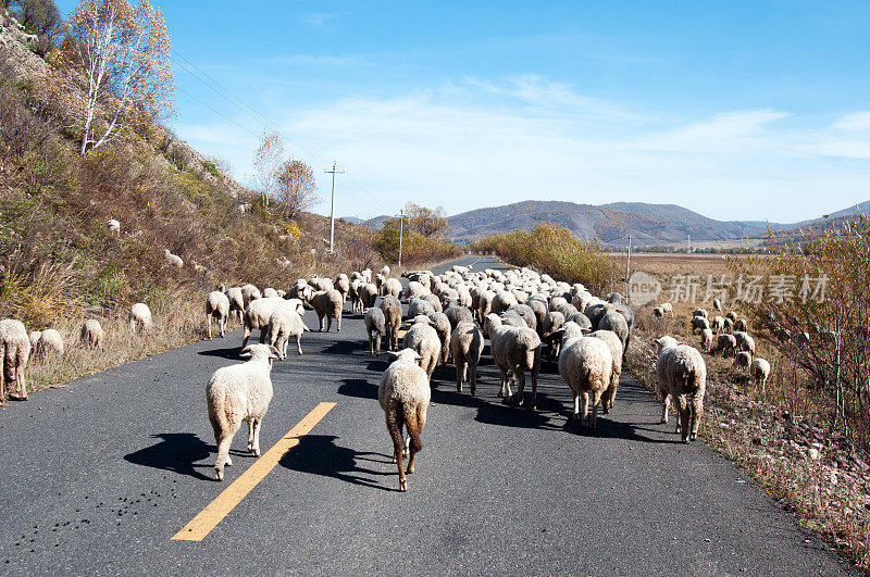 路上的羊