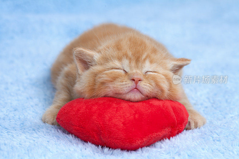小猫睡在红色的心形枕头上