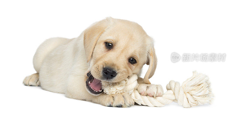 拉布拉多寻回小狗躺着啃着绳子玩具